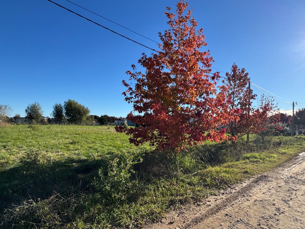Lote Del Carmen – Lobos