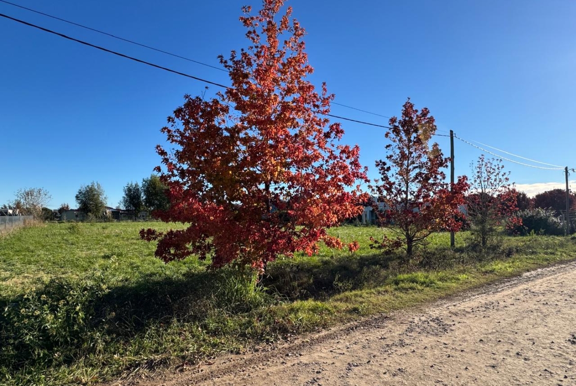 Lote Del Carmen – Lobos