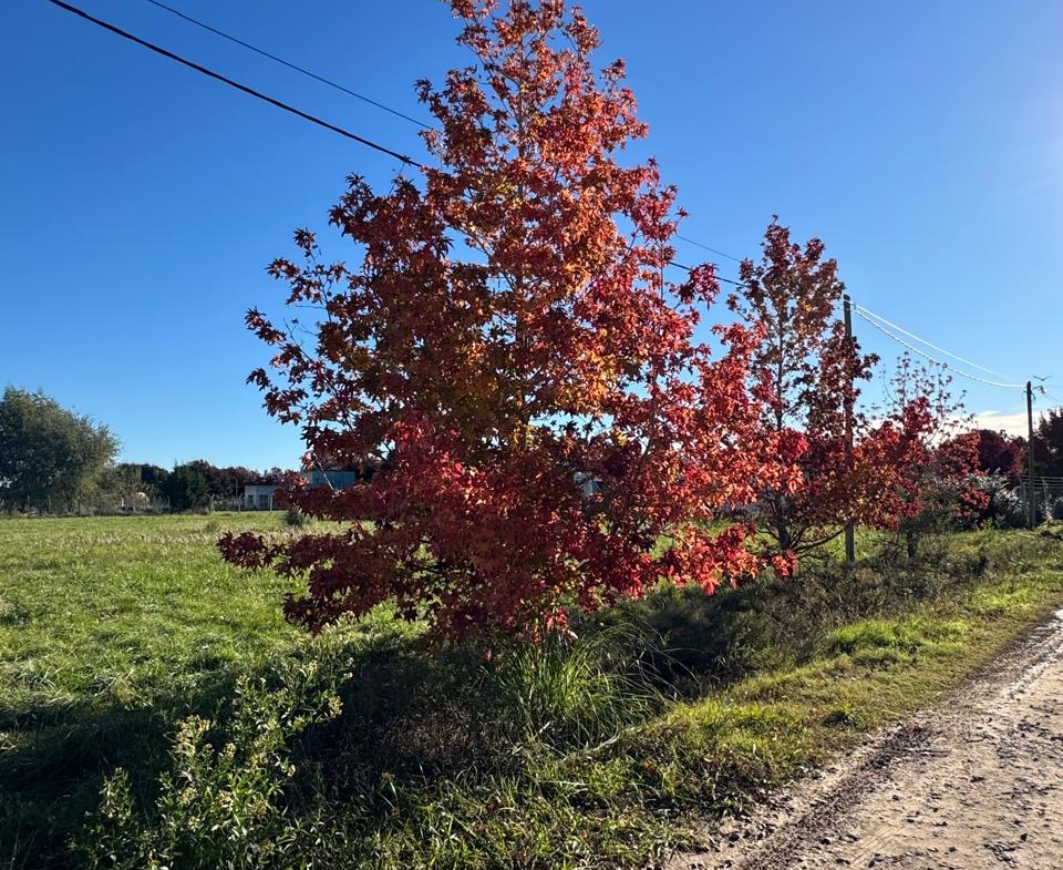Lote Del Carmen – Lobos