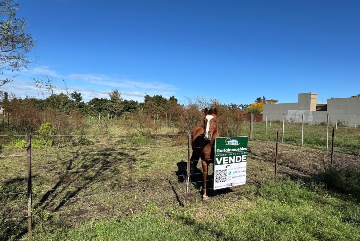 Lote Amplio – Lobos