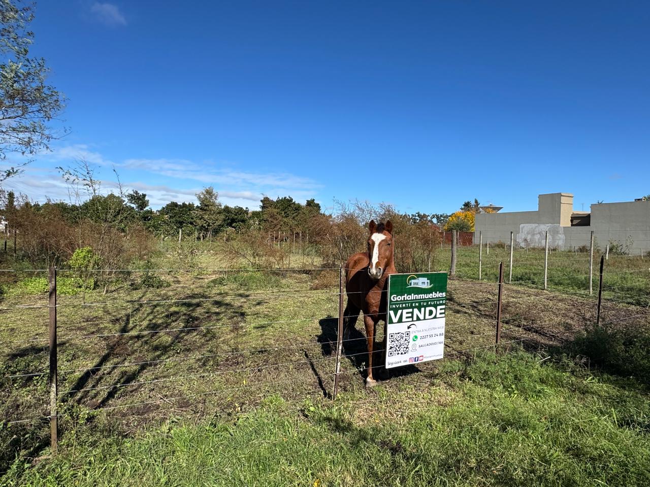 Lote Amplio – Lobos
