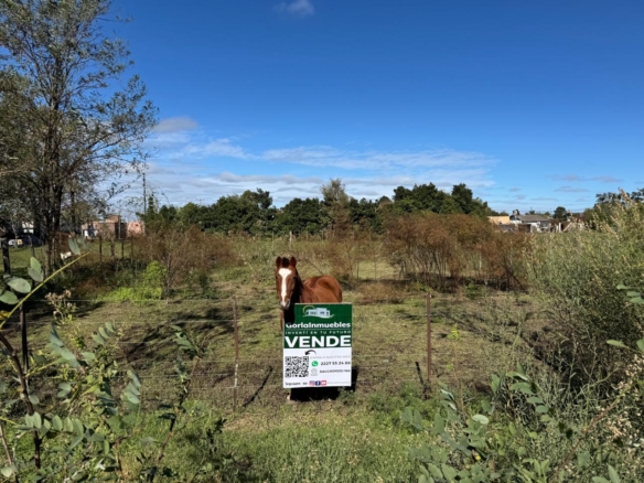 Lote Amplio – Lobos