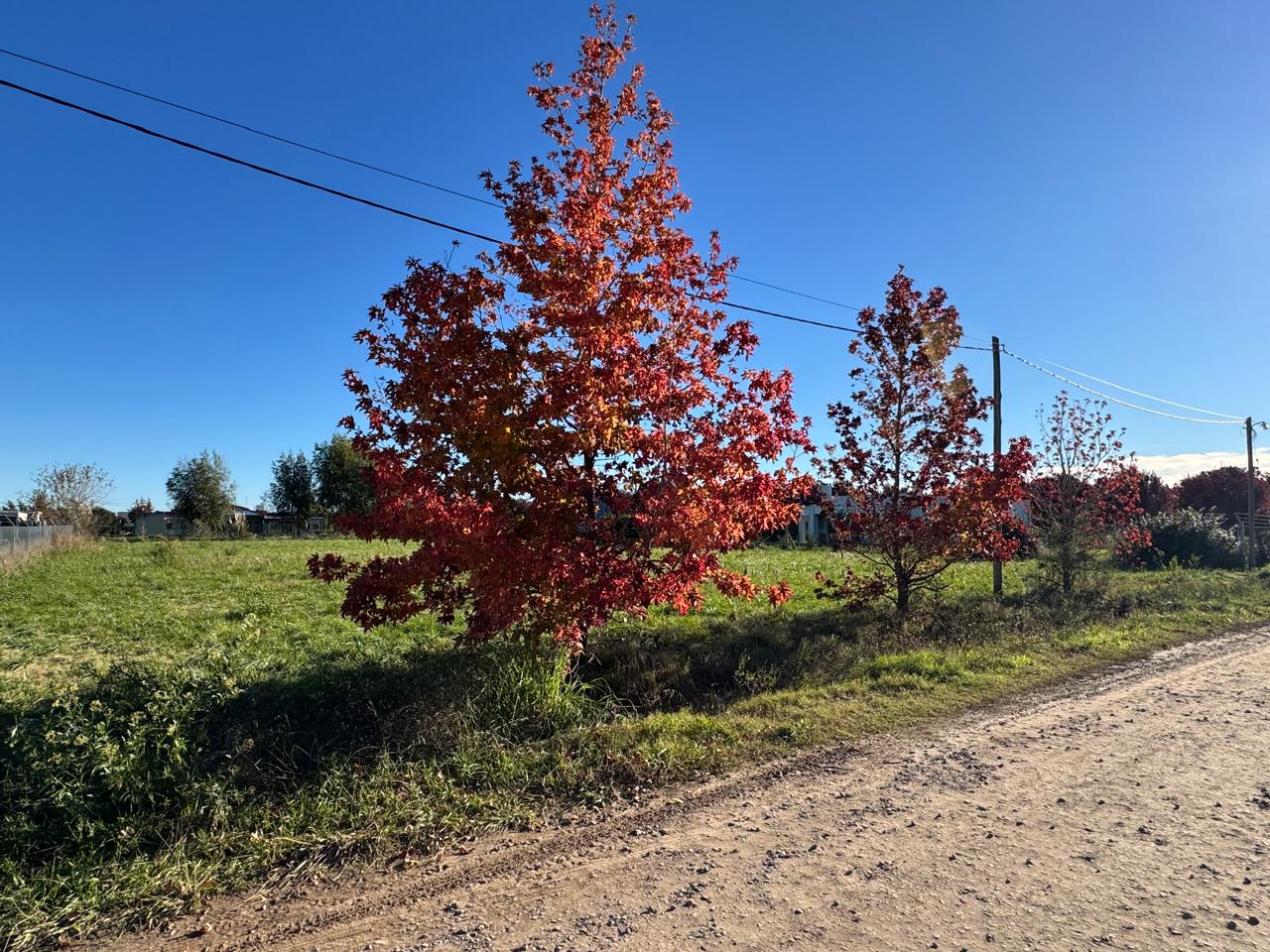 Lote Del Carmen – Lobos